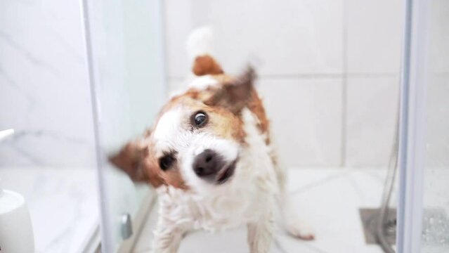 A drenched Jack Russell Terrier dog shakes off water in a shower, a snapshot of a pet bath routine filled with splashes and energy