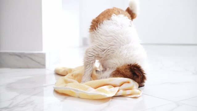 A playful Jack Russell Terrier engages with a yellow towel on a tiled floor, showcasing the dog playful spirit and dynamic energy