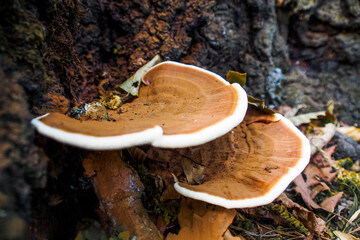 Mushroom on Tree Trunk
