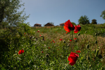 Red-coloured poppy flowers blooming in spring.