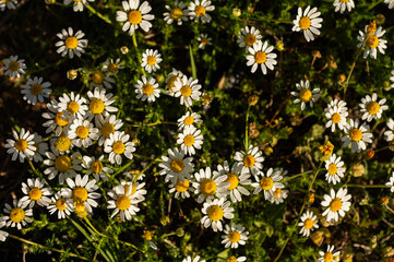 White daisies in the countryside in spring.