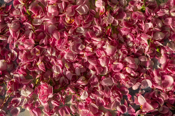 Pink roses harvested for water and oil extraction. Isparta, Turkey.