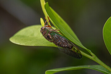 Cicada