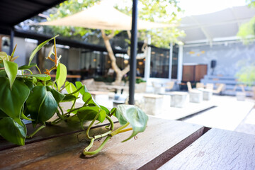 Close up view of green plant on the dining table in the terrace, restaurant decoration, nature...