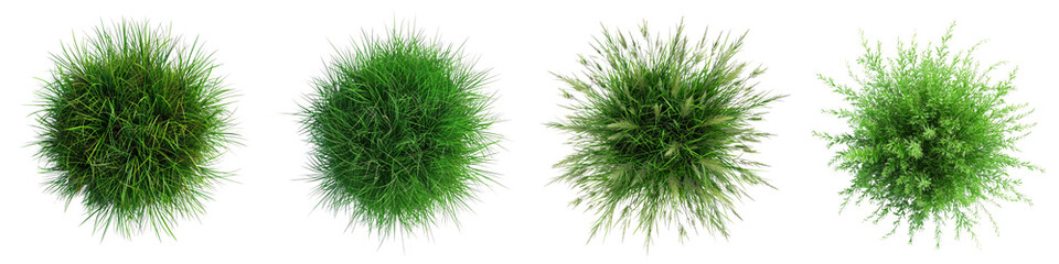 Muhly Grass Jungle Botanical Grass Top View  Hyperrealistic Highly Detailed Isolated On Transparent Background Png File