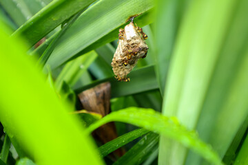 Small wasp nest among of green leaves