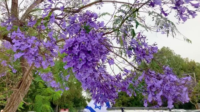 Jacaranda flowering purple tree closeup. Israel Independence Day, May - National flag with Star of David on car