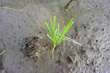 Young green rice field in the morning