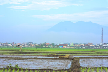 View of simple traditional hut among of young green rice field in the morning