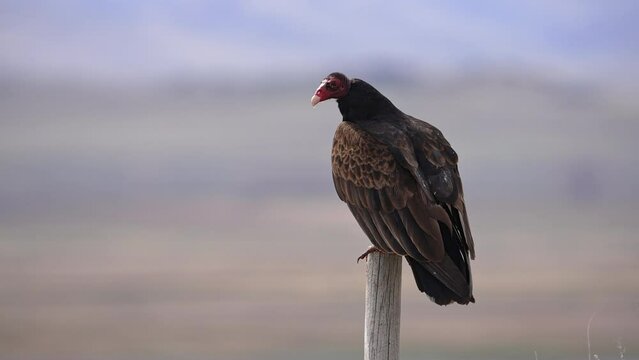 Close up view of a Turkey Vulture on a post in Northern Utah.