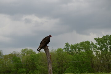 Turkey Vulture