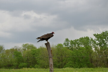 Turkey Buzzard on a Fence Post