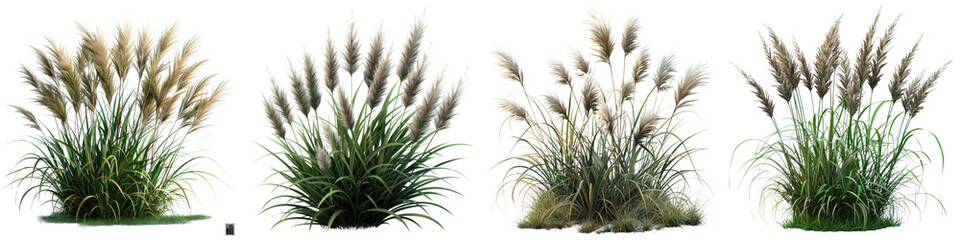 Fountain Grass Jungle Botanical Grass Hyperrealistic Highly Detailed Isolated On Transparent Background Png File