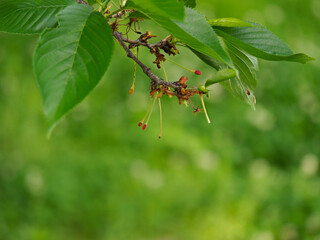 桜の木に実る小さなサクランボ