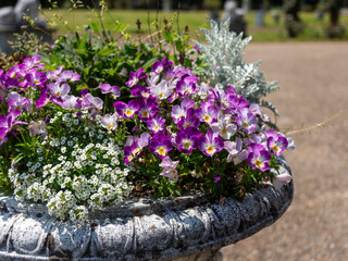 公園に咲く鮮やかな色の花