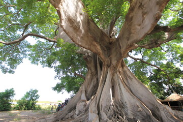 giant tree in the park senegal