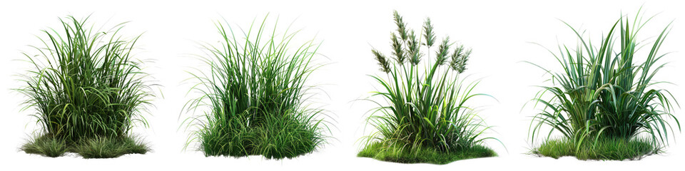 Carex morrowii (Japanese Sedge) Jungle Botanical Grass Hyperrealistic Highly Detailed Isolated On Transparent Background Png File