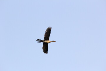 vulture in flight