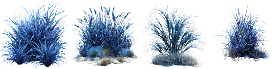 Blue Fescue Jungle Botanical Grass  Hyperrealistic Highly Detailed Isolated On Transparent Background Png File