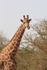 giraffe in the wild