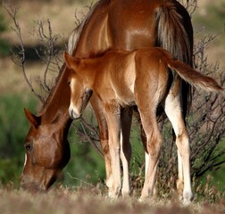 Mare and Colt in Desert