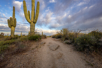 Saguaro Cactus Along A Desert Hiking Trail In Scottsdale AZ At Spring Time