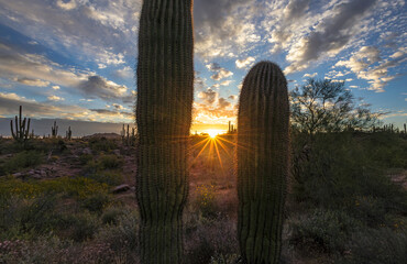 Sunrise Sunrays Between Two Saguaro Cactus In Arizona Desert 