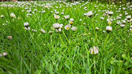 Obraz na płótnie Canvas Daisies with white petals and yellow center in a green meadow