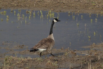 country goose on the beach