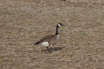 country goose branta canadensis