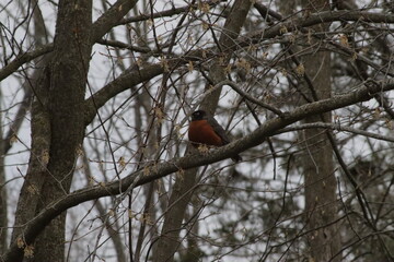 robin on a branch