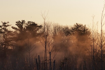 misty morning mist