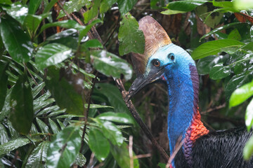 Southern Cassowary (Casuarius casuarius) in the Daintree rainforest