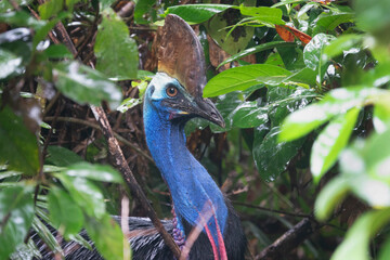 Southern Cassowary (Casuarius casuarius) in the Daintree rainforest