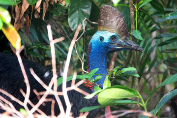 Southern Cassowary (Casuarius casuarius) in the Daintree rainforest