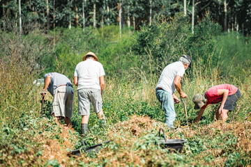 Grupo de gauchos argentinos cosechando maní en un campo bajo el sol del verano