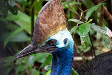Southern Cassowary (Casuarius casuarius) in the Daintree rainforest