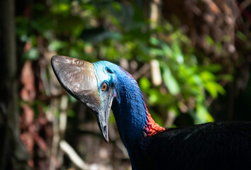 Southern Cassowary (Casuarius casuarius) in the Daintree rainforest