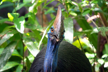 Southern Cassowary (Casuarius casuarius) in the Daintree rainforest