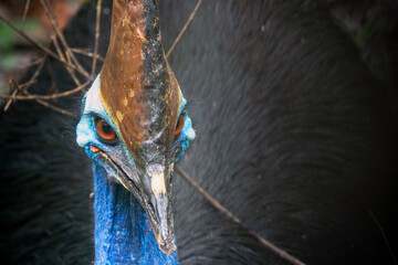 Southern Cassowary (Casuarius casuarius) in the Daintree rainforest