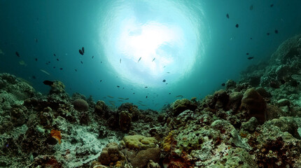 Fototapeta na wymiar Tropical fish and coral reef. Ocean coral reef underwater.