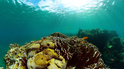 Coral garden with underwater vibrant fish. Tropical fish and coral reef, underwater seascape.