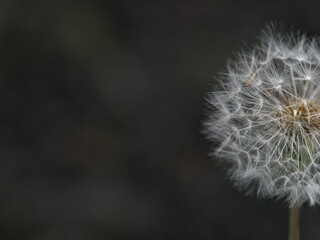 Tokyo, Japan - April 28, 2024: Closeup of Dandelion fluff or puff or seed