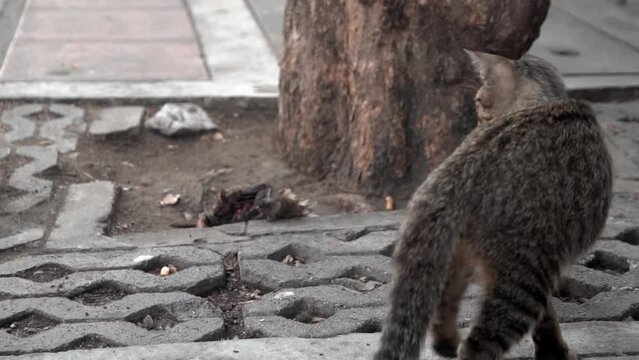 Stray cat playing with dead bird in slow motion.