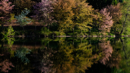 湖面に映るオオヤマザクラ　中綱湖