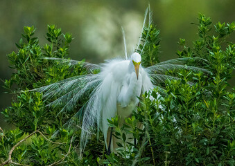 white egret in the grass