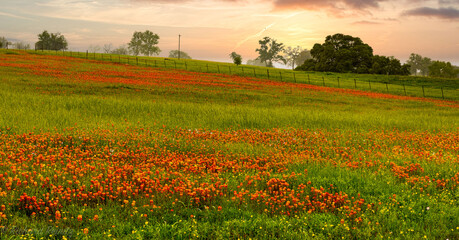 Wildflowers at Sunset