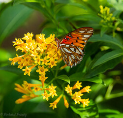 butterfly on flower