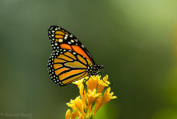Monarch Butterfly on a flower