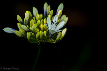 white and yellow flower